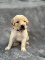 Pink, a female Goldendoodle and Labrador Retriever for sale in Arlington, WA – 1 of 7