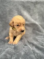 Yellow, a male Goldendoodle and Labrador Retriever for sale in Arlington, WA – 2 of 7