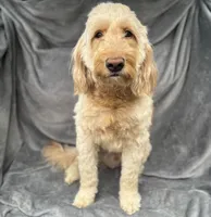 Light Blue, a male Goldendoodle and Labrador Retriever for sale in Arlington, WA – 6 of 7