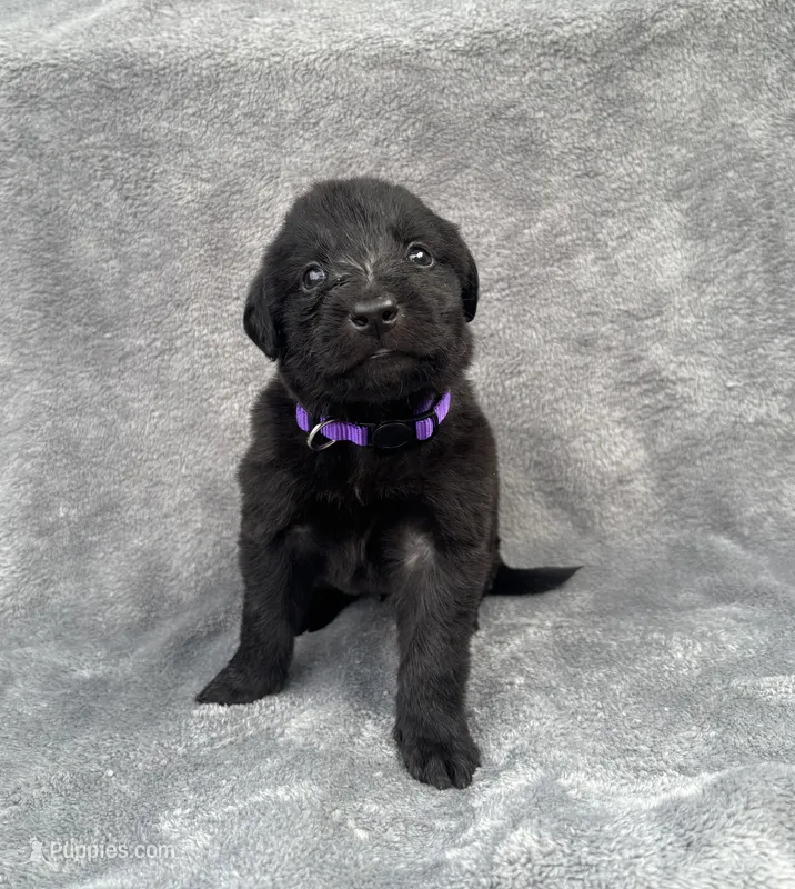 Dark Purple, a male Goldendoodle and Labrador Retriever for sale in Arlington, WA – 1 of 7