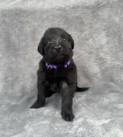 Dark Purple, a male Goldendoodle and Labrador Retriever for sale in Arlington, WA – 1 of 7