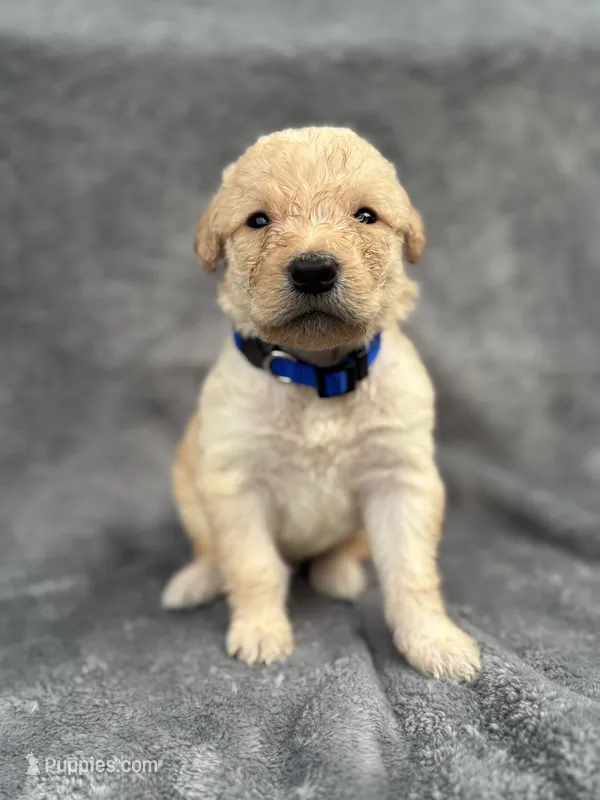 Dark Blue, a male Goldendoodle and Labrador Retriever for sale in Arlington, WA – 1 of 7