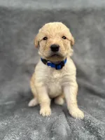 Dark Blue, a male Goldendoodle and Labrador Retriever for sale in Arlington, WA – 1 of 7