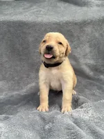 Black, a male Goldendoodle and Labrador Retriever for sale in Arlington, WA – 3 of 8