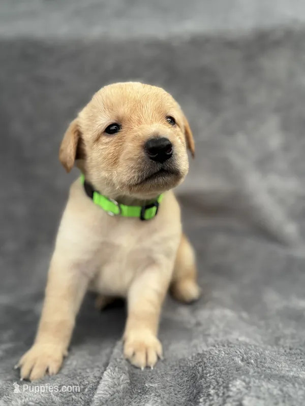 Light Green, a male Goldendoodle and Labrador Retriever for sale in Arlington, WA – 1 of 7