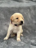 Pink, a female Goldendoodle and Labrador Retriever for sale in Arlington, WA – 2 of 7
