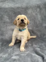Light Blue, a male Goldendoodle and Labrador Retriever for sale in Arlington, WA – 2 of 7