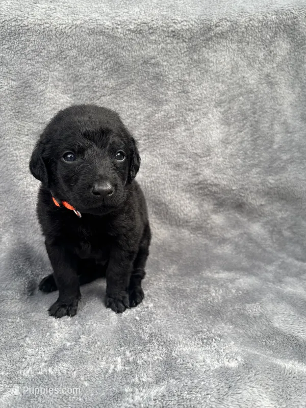 Orange, a male Goldendoodle and Labrador Retriever for sale in Arlington, WA – 1 of 7
