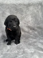 Orange, a male Goldendoodle and Labrador Retriever for sale in Arlington, WA – 1 of 7