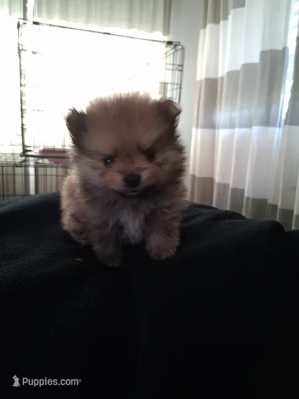 Bear /  Oso – Pomeranian puppy for sale in Fresno, CA
