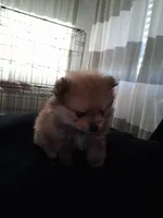 Bear /  Oso, a male Pomeranian for sale in Fresno, CA – 3 of 4