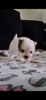 Bandit, a female Pomeranian for sale in Fresno, CA – 3 of 3