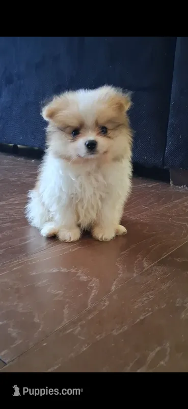 Tazz – Pomeranian puppy for sale in Fresno, CA