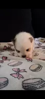 Bandit, a female Pomeranian for sale in Fresno, CA – 1 of 3