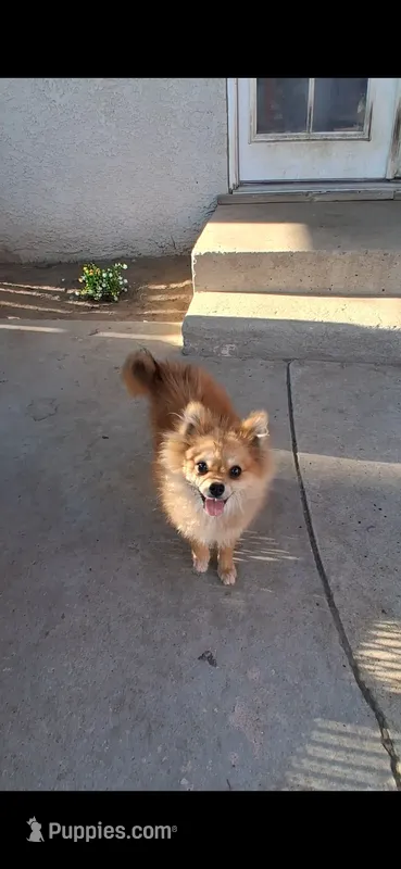 Babie – Pomeranian puppy for sale in Fresno, CA