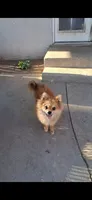 Babie, a female Pomeranian for sale in Fresno, CA – 1 of 3