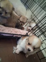 Tazz, a male Pomeranian for sale in Fresno, CA – 3 of 3