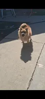 Babie, a female Pomeranian for sale in Fresno, CA – 2 of 3