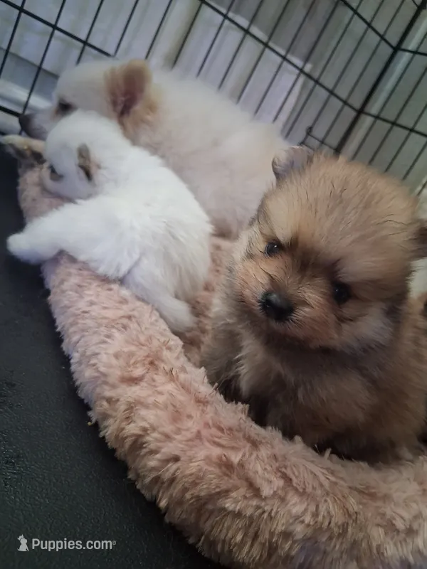Bear /  Oso – Pomeranian puppy for sale in Fresno, CA