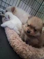 Bear /  Oso, a male Pomeranian for sale in Fresno, CA – 1 of 4