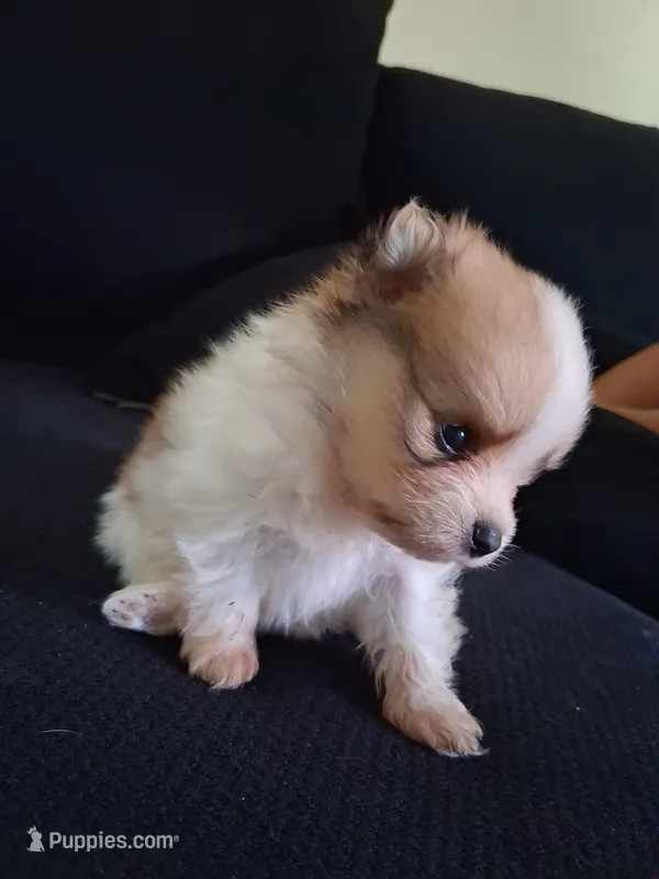 Tazz – Pomeranian puppy for sale in Fresno, CA