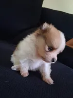 Tazz, a male Pomeranian for sale in Fresno, CA – 1 of 3