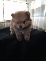 Bear /  Oso, a male Pomeranian for sale in Fresno, CA – 4 of 4
