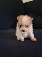 Tazz, a male Pomeranian for sale in Fresno, CA – 2 of 3