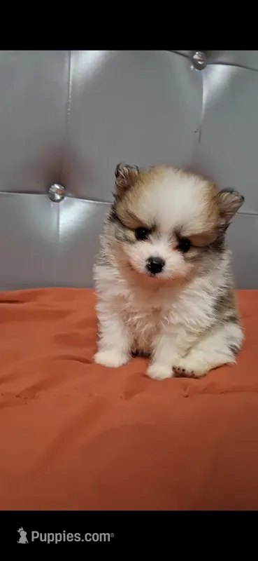 Grinch – Pomeranian puppy for sale in Fresno, CA