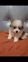Grinch, a male Pomeranian for sale in Fresno, CA – 2 of 3