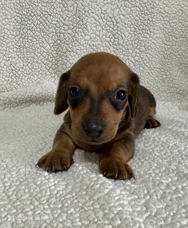 Bandit – Miniature Dachshund puppy for sale in Texarkana, AR