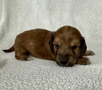 Daisy, a female Miniature Dachshund for sale in Texarkana, AR – Photo 4 of 7