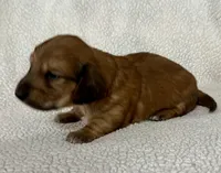 Daisy, a female Miniature Dachshund for sale in Texarkana, AR – Photo 3 of 7