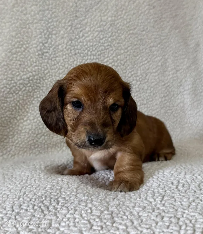 Daisy – Miniature Dachshund puppy for sale in Texarkana, AR