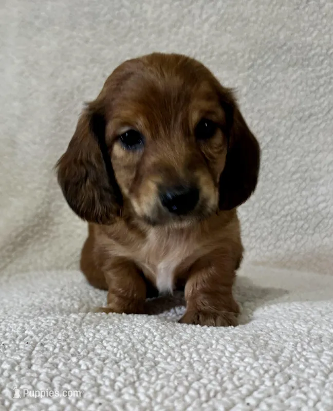 Daisy – Miniature Dachshund puppy for sale in Texarkana, AR