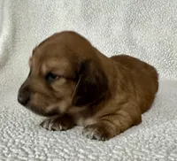 Daisy, a female Miniature Dachshund for sale in Texarkana, AR – Photo 5 of 7