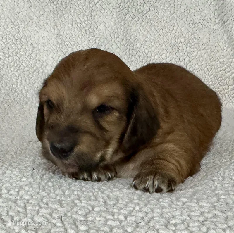 Daisy – Miniature Dachshund puppy for sale in Texarkana, AR