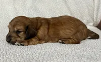 Daisy, a female Miniature Dachshund for sale in Texarkana, AR – Photo 7 of 7