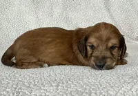 Daisy, a female Miniature Dachshund for sale in Texarkana, AR – Photo 2 of 7