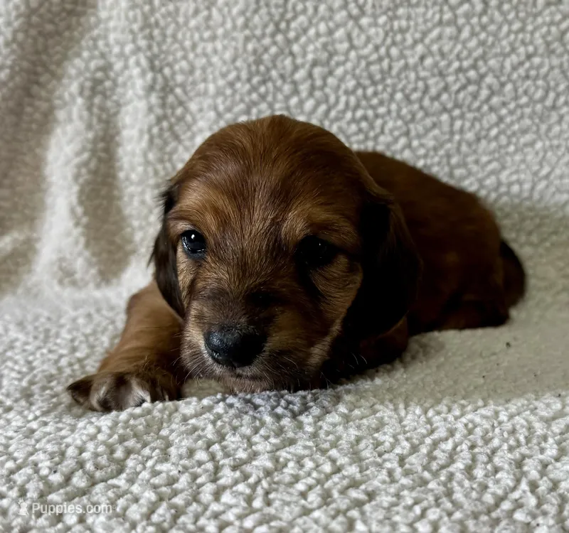Daisy – Miniature Dachshund puppy for sale in Texarkana, AR