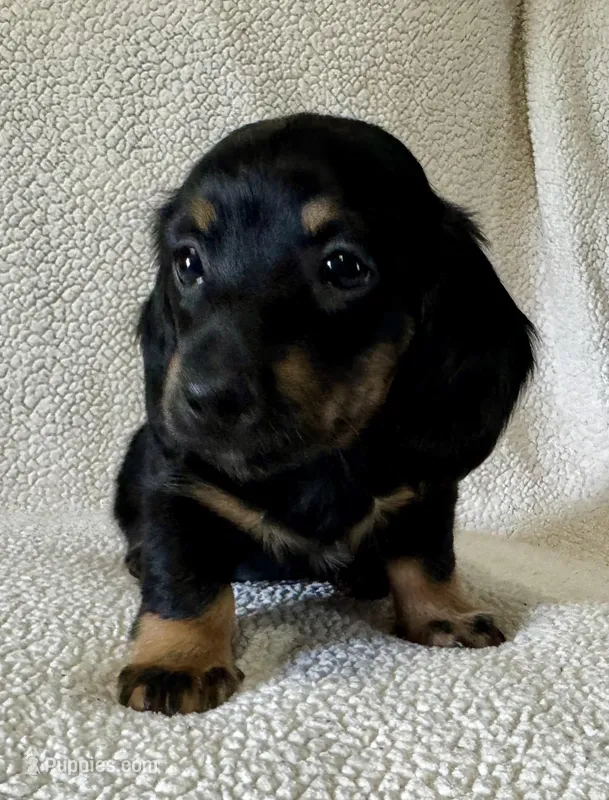 Lucy  – Miniature Dachshund puppy for sale in Texarkana, AR
