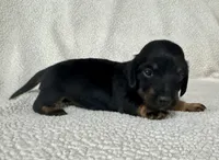 Lucy , a female Miniature Dachshund for sale in Texarkana, AR – Photo 2 of 7