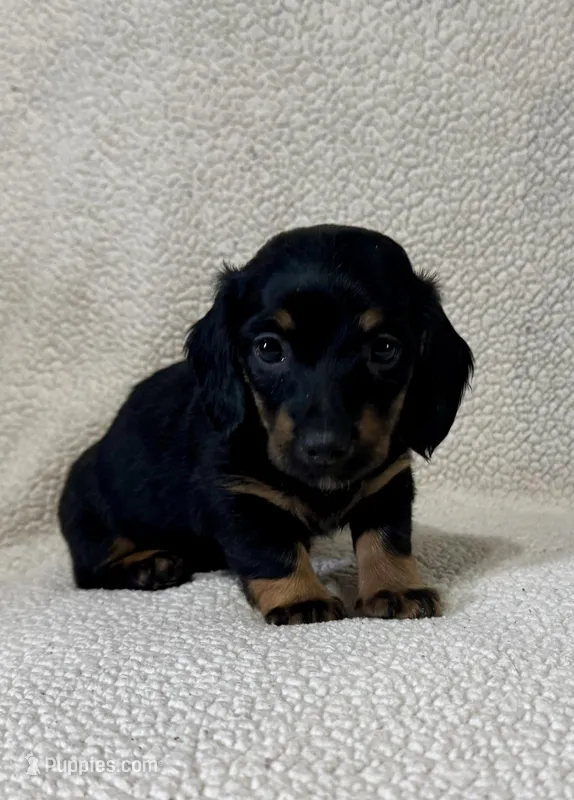 Lucy  – Miniature Dachshund puppy for sale in Texarkana, AR