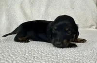 Lucy , a female Miniature Dachshund for sale in Texarkana, AR – Photo 6 of 7