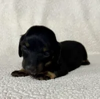 Lucy , a female Miniature Dachshund for sale in Texarkana, AR – Photo 5 of 7