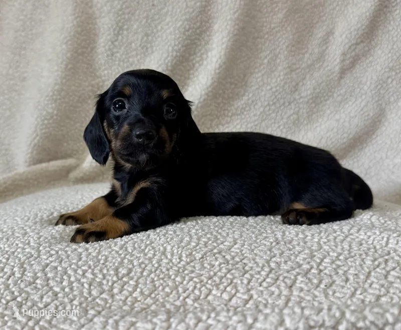 Lucy  – Miniature Dachshund puppy for sale in Texarkana, AR