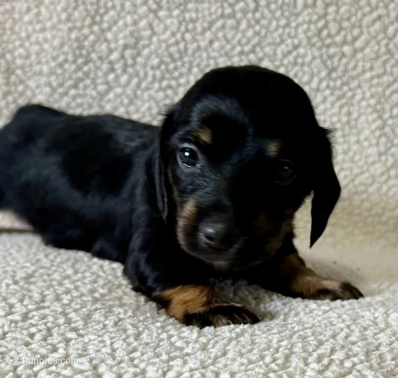 Lucy  – Miniature Dachshund puppy for sale in Texarkana, AR