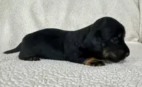 Lucy , a female Miniature Dachshund for sale in Texarkana, AR – Photo 3 of 7