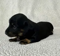 Lucy , a female Miniature Dachshund for sale in Texarkana, AR – Photo 4 of 7