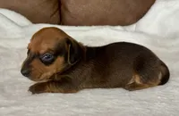 Bandit, a male Miniature Dachshund for sale in Texarkana, AR – 6 of 6